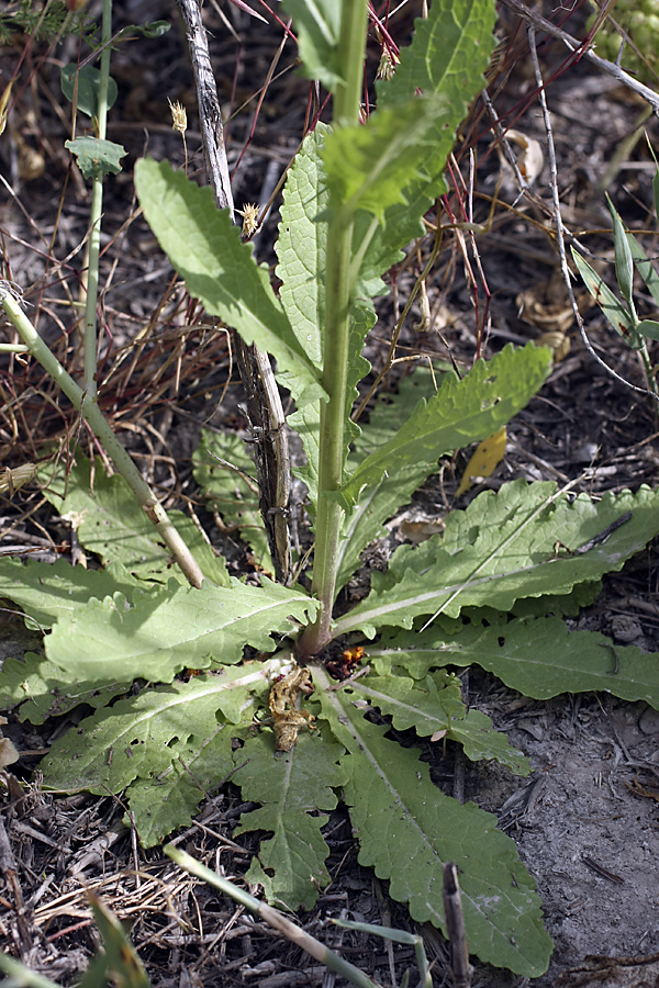 Изображение особи Verbascum blattaria.