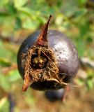 Rosa spinosissima. Плод (вид сверху). Венгрия, Хавеш, автозаправка в 179 км от Будапешта. 02.09.2012.