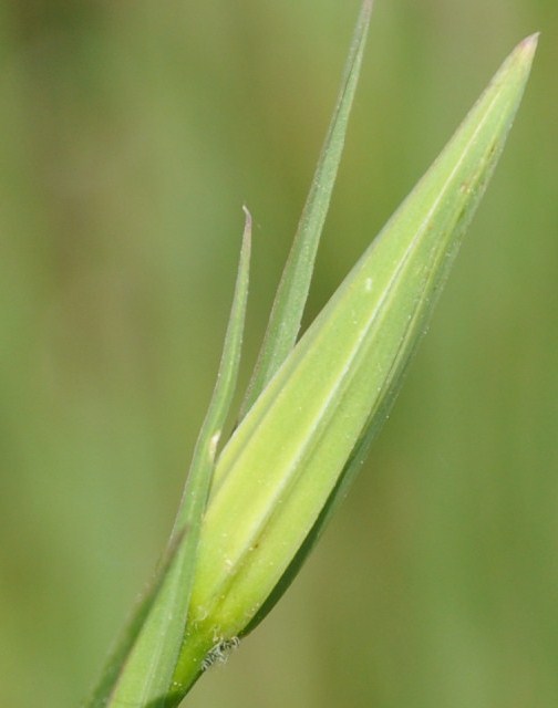 Изображение особи Geropogon hybridus.