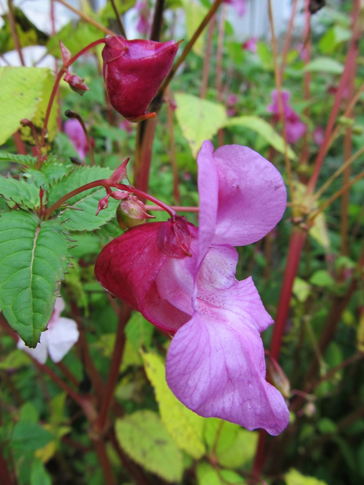 Изображение особи Impatiens glandulifera.