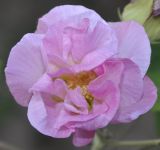 Hibiscus mutabilis