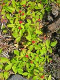 Rubus arcticus