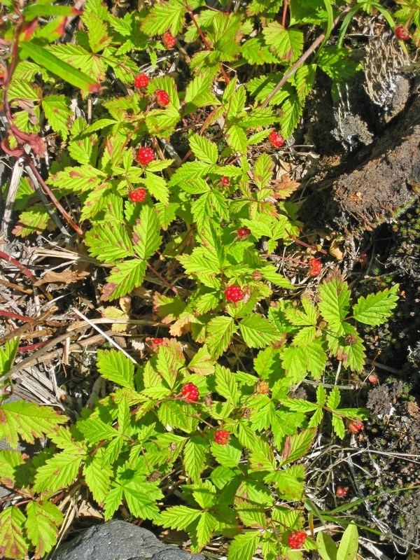 Изображение особи Rubus arcticus.