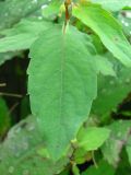 Impatiens noli-tangere