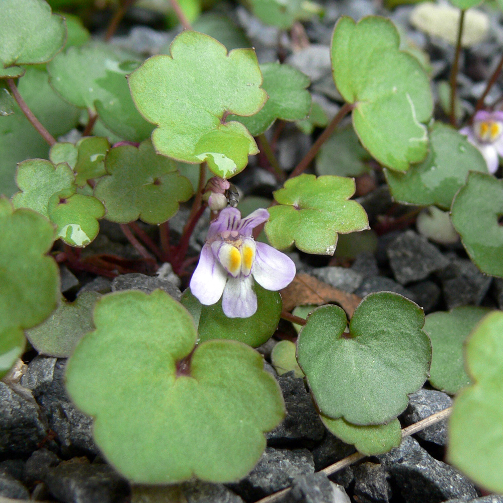 Изображение особи Cymbalaria muralis.