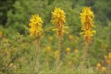 Asphodeline lutea. Верхушки побегов с соцветиями. Черноморское побережье Кавказа, Геленджикский район, близ с. Виноградное, каменистый склон юго-восточной экспозиции, высота около 450 м н.у.м. 7 мая 2012 г.