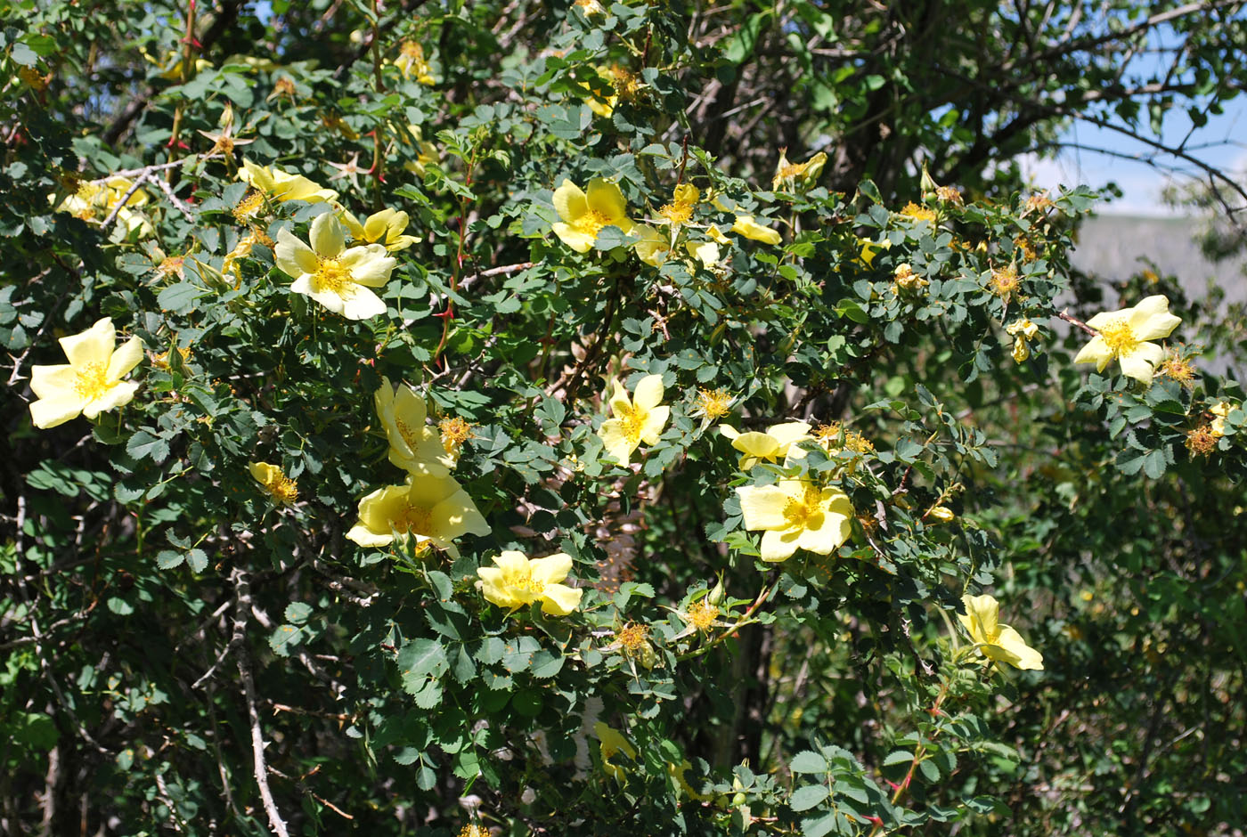 Image of Rosa kokanica specimen.