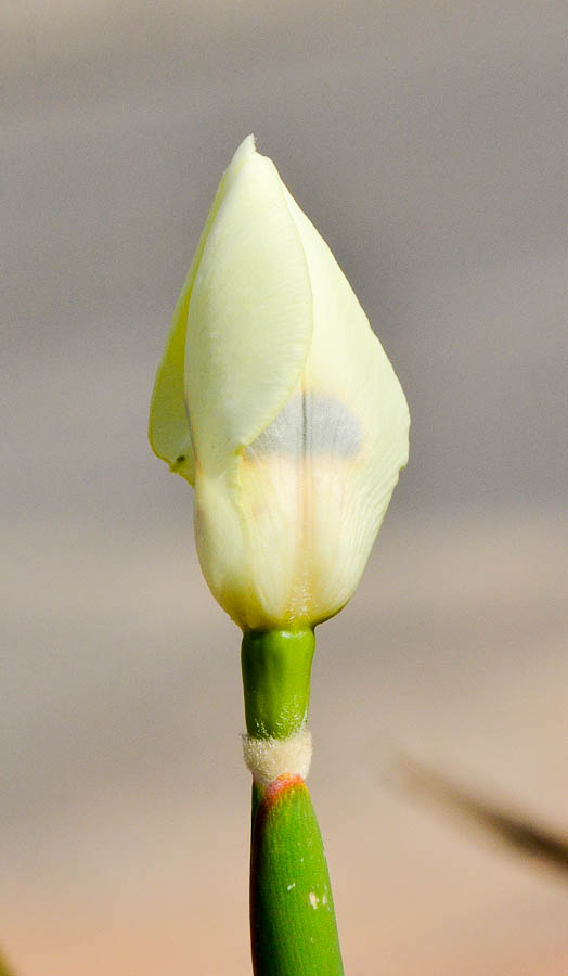 Изображение особи Dietes bicolor.