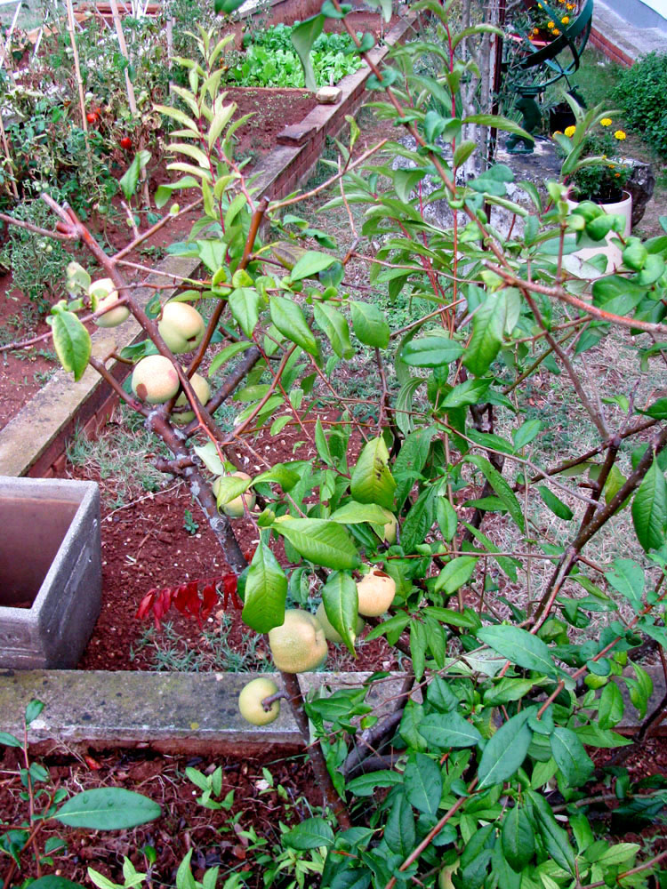 Image of Chaenomeles japonica specimen.