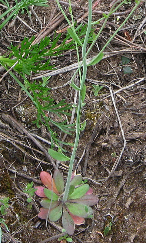 Изображение особи Arabidopsis thaliana.