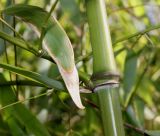 genus Phyllostachys. Ветвление стебля. Германия, г. Кемпен, в городском саду, у забора. 05.03.2013.