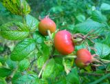 Rosa rugosa