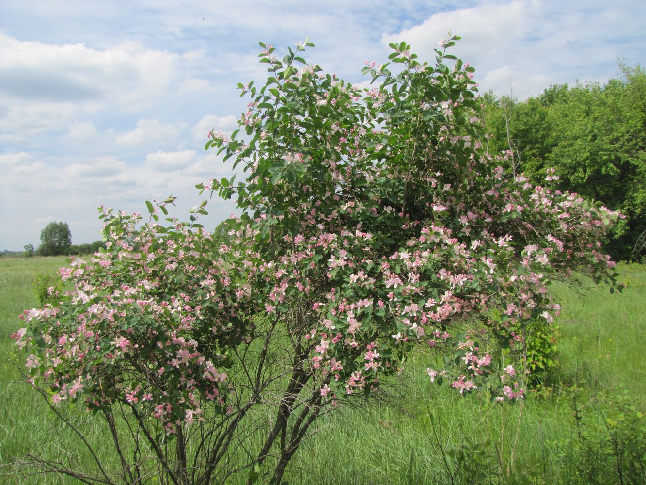 Изображение особи Lonicera tatarica.