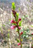 Amygdalus nana. Верхушка побегав с бутонами. Ставропольский край, г. Кисловодск, Курортный парк верхний, на бровке пешеходной тропы по горному склону. 02.04.2013.