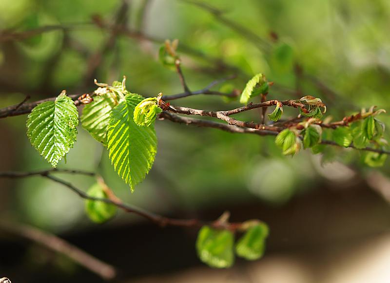 Image of Ulmus laevis specimen.