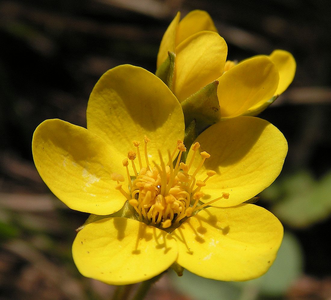 Image of Waldsteinia ternata ssp. maximowicziana specimen.