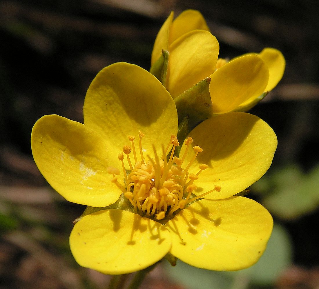 Изображение особи Waldsteinia ternata ssp. maximowicziana.