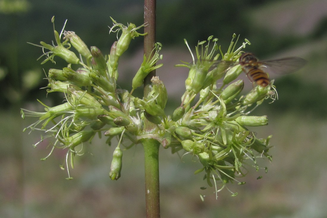 Image of Silene densiflora specimen.