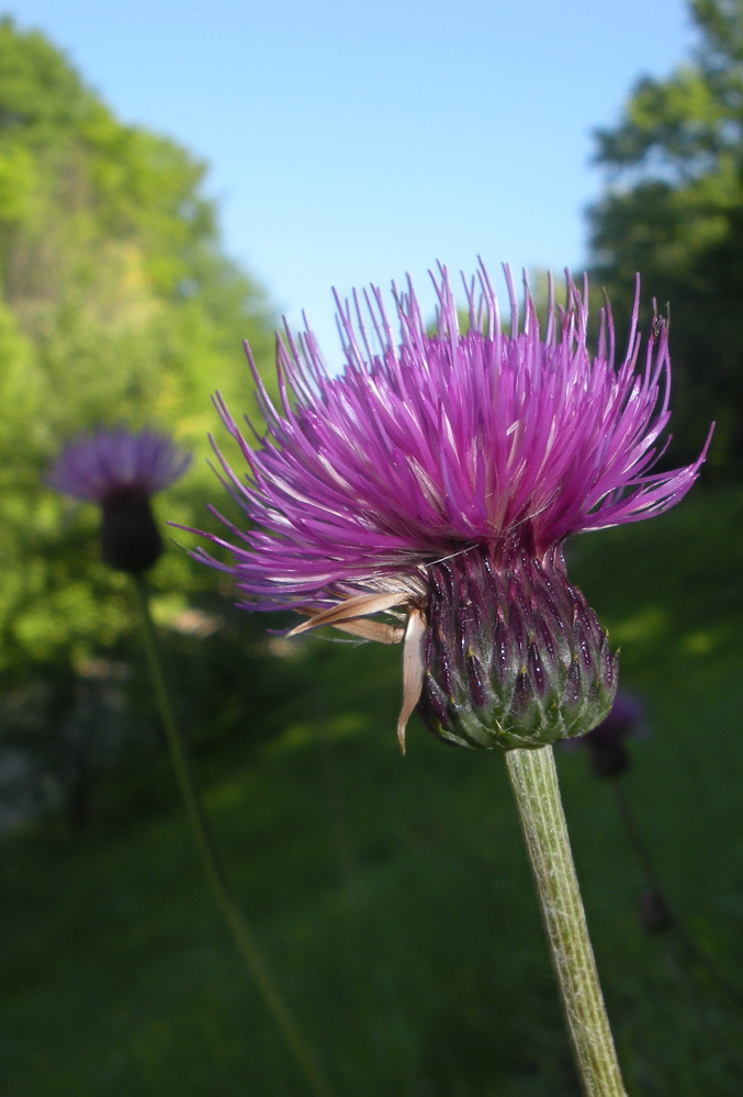 Image of Cirsium pannonicum specimen.