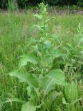 Inula helenium