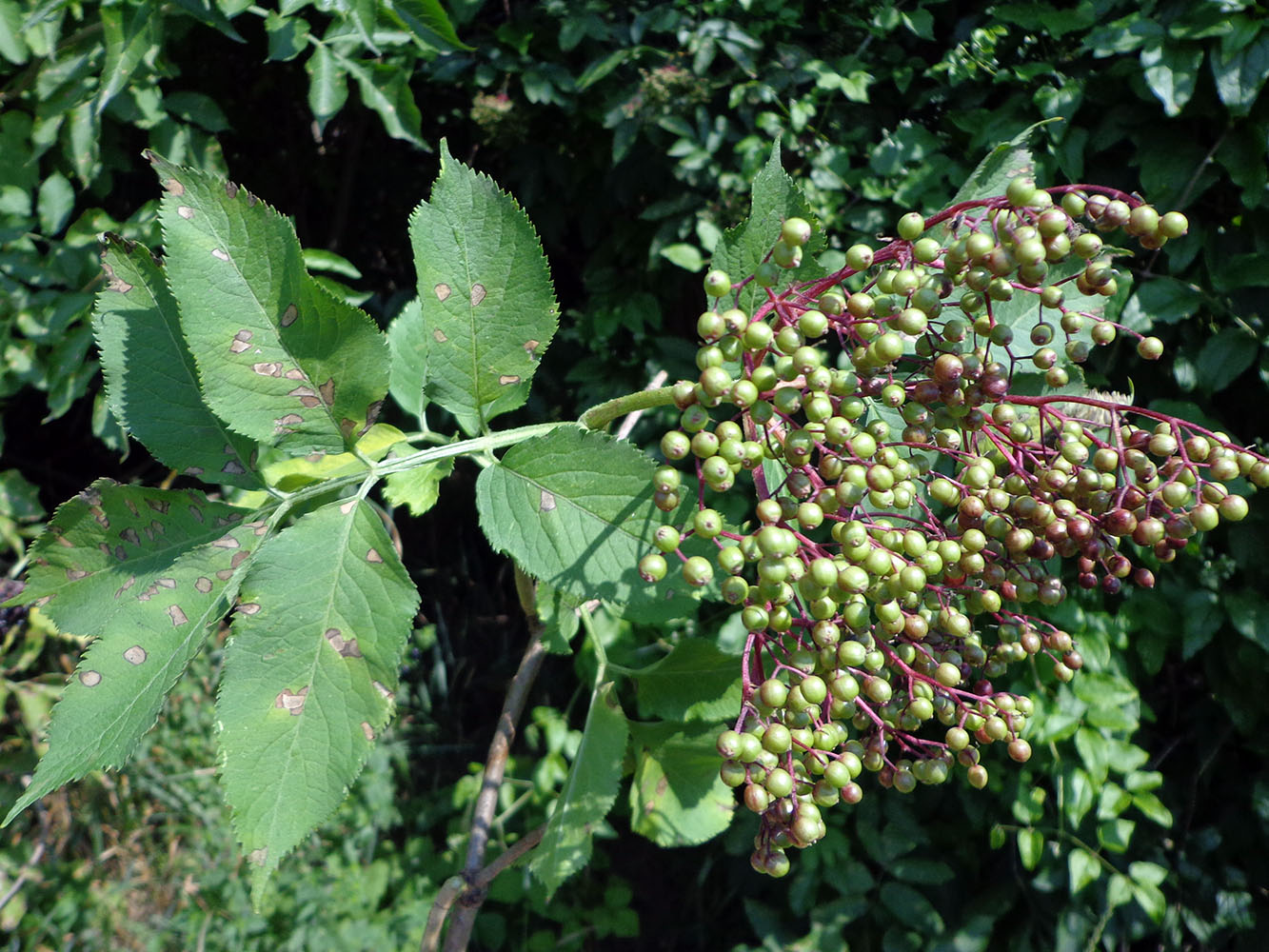 Изображение особи Sambucus nigra.