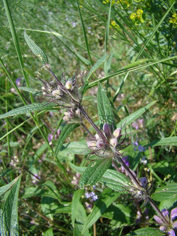 Image of Phlomis pungens specimen.