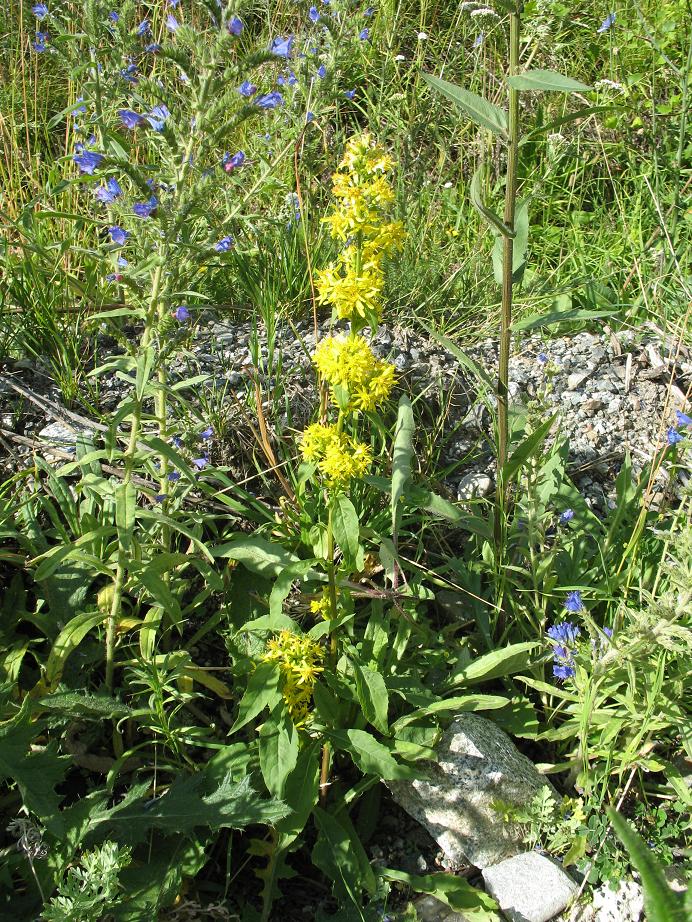 Image of Solidago virgaurea ssp. dahurica specimen.