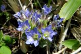 Gentiana zollingeri