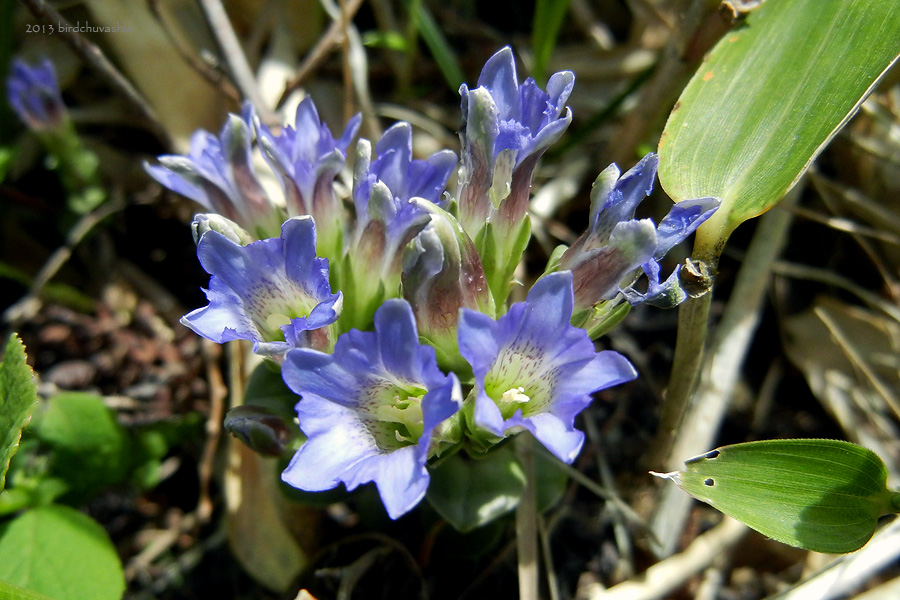 Изображение особи Gentiana zollingeri.