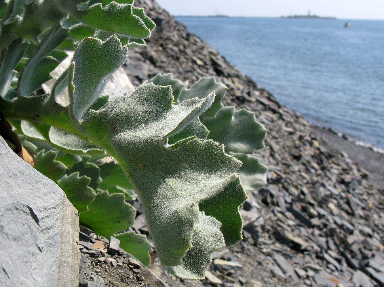 Изображение особи Glaucium flavum.