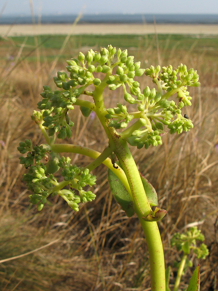 Image of Hylotelephium stepposum specimen.