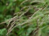 Muhlenbergia japonica. Соцветие. Приморский край, г. Находка, сопка Лебединая, на каменистом склоне. 24.08.2013.