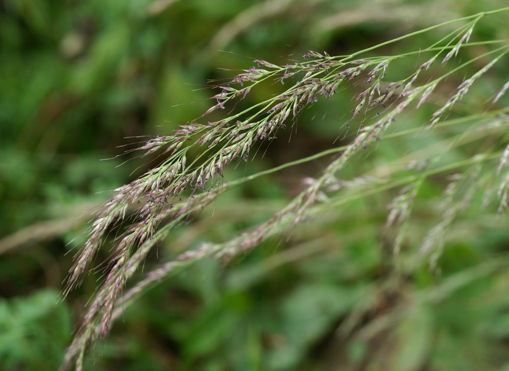 Image of Muhlenbergia japonica specimen.