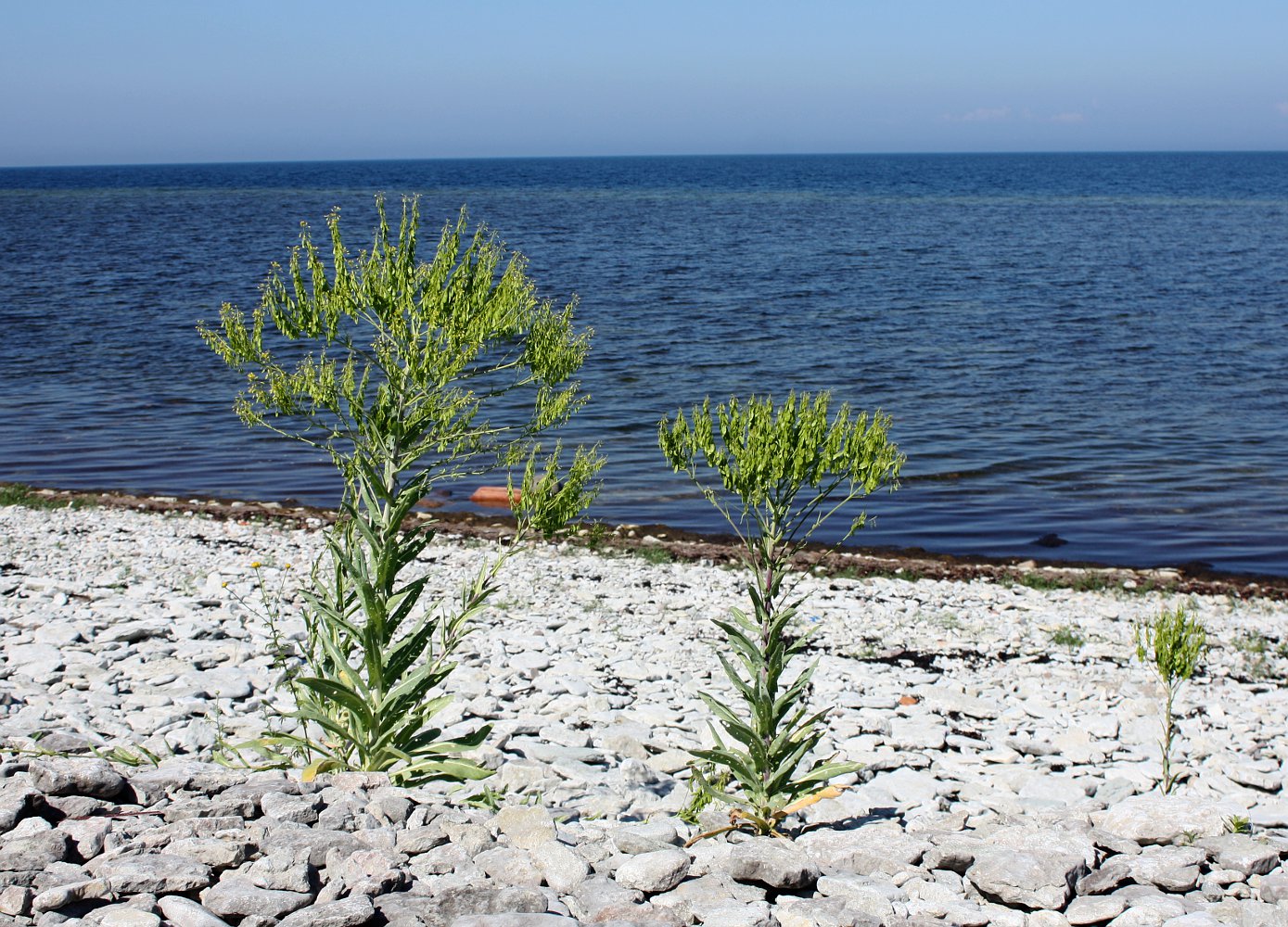 Image of Isatis tinctoria specimen.