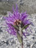 Centaurea jacea ssp. substituta