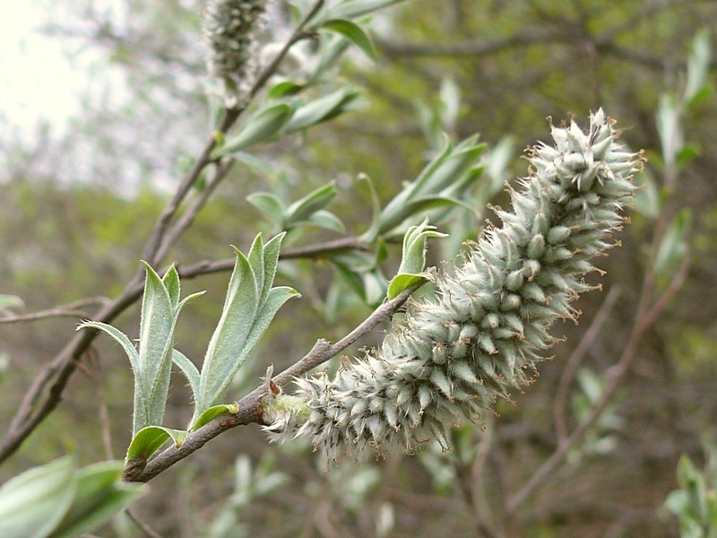 Изображение особи Salix lapponum.