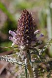 Pedicularis olgae. Верхушка расцветающего растения. Южный Казахстан, хр. Таласский Алатау, ущ. Иргайлы. 02.05.2013.