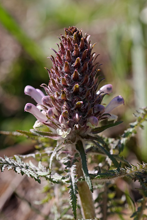 Image of Pedicularis olgae specimen.