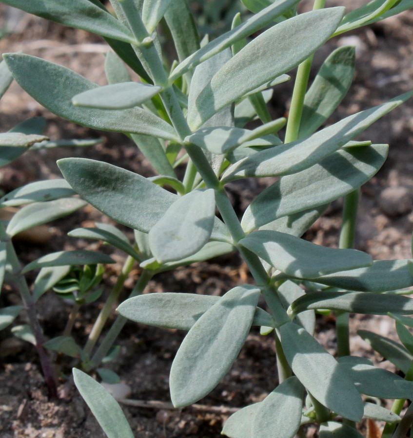 Image of Linaria purpurea specimen.