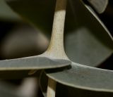 Image of taxon representative. Author is Татьяна Мальчинская