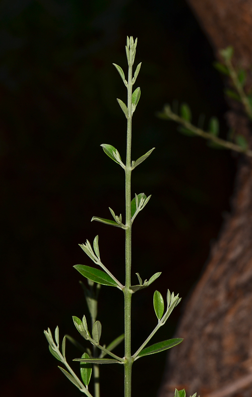 Изображение особи Olea europaea.