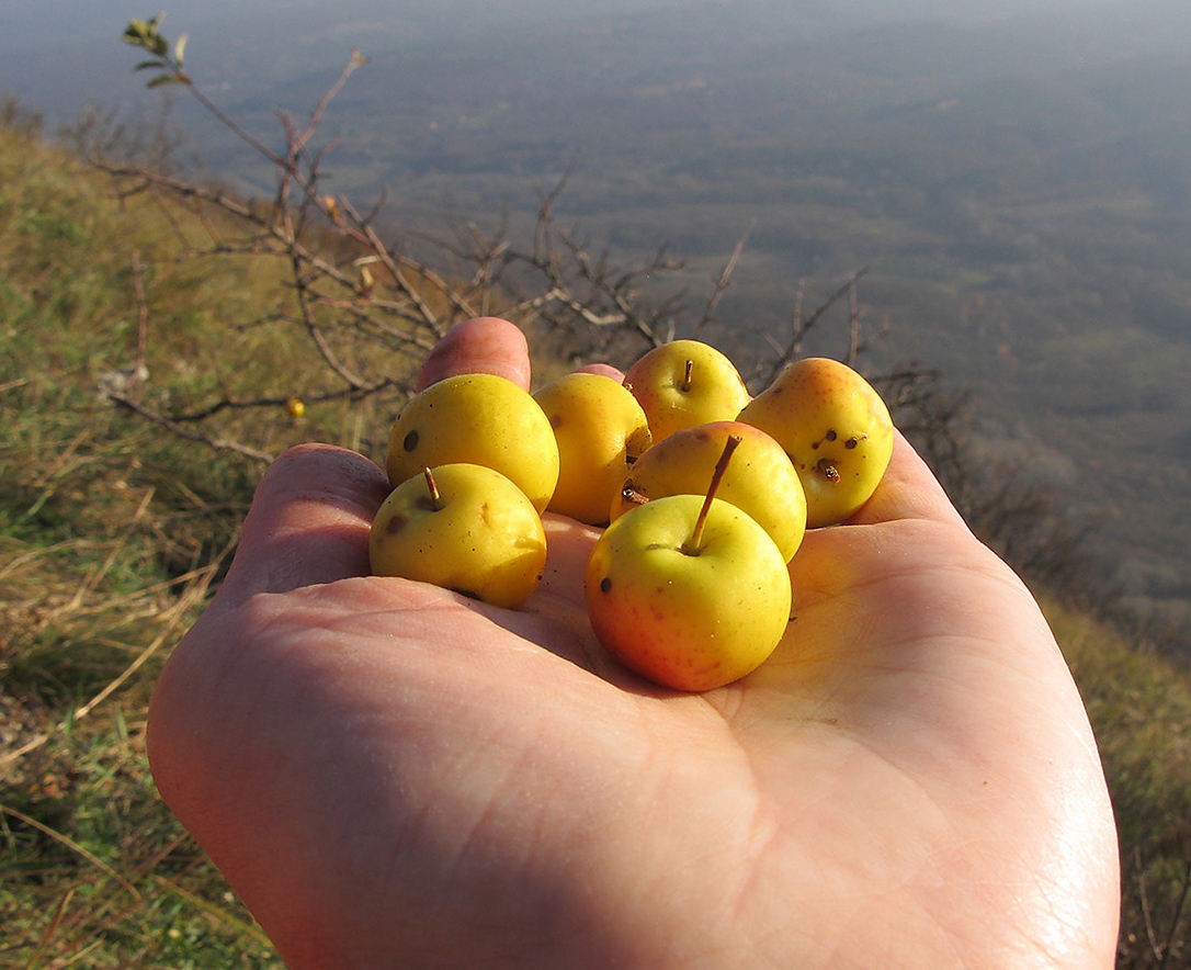 Изображение особи Malus orientalis.