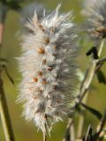 Trifolium arvense