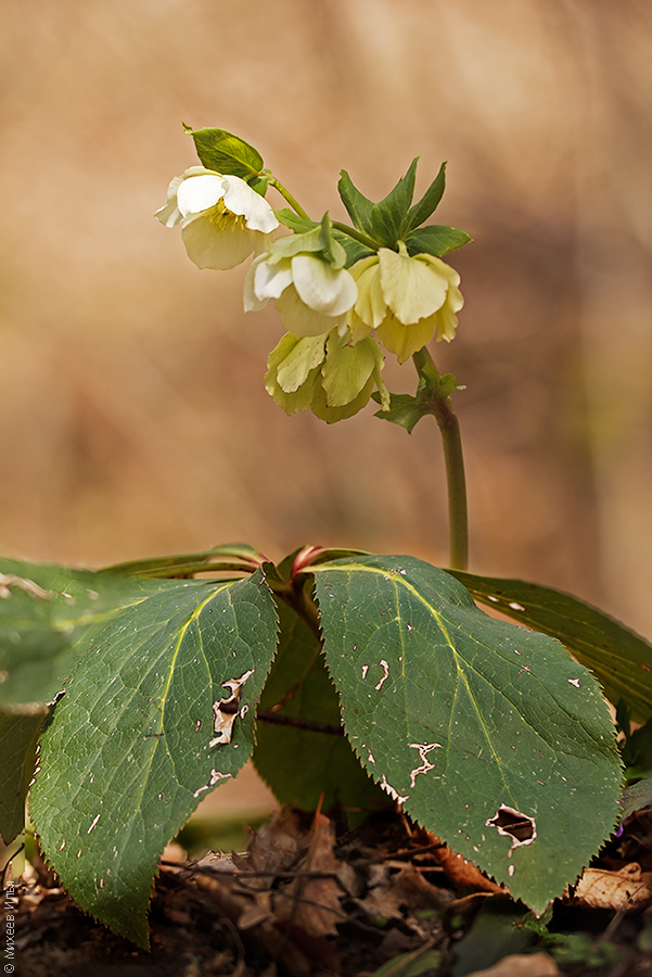 Image of Helleborus caucasicus specimen.