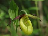 Cypripedium calceolus. Цветок. Московская обл., Талдомский р-н, близ пгт Запрудня. 21.05.2010.