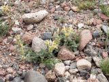 Scutellaria przewalskii