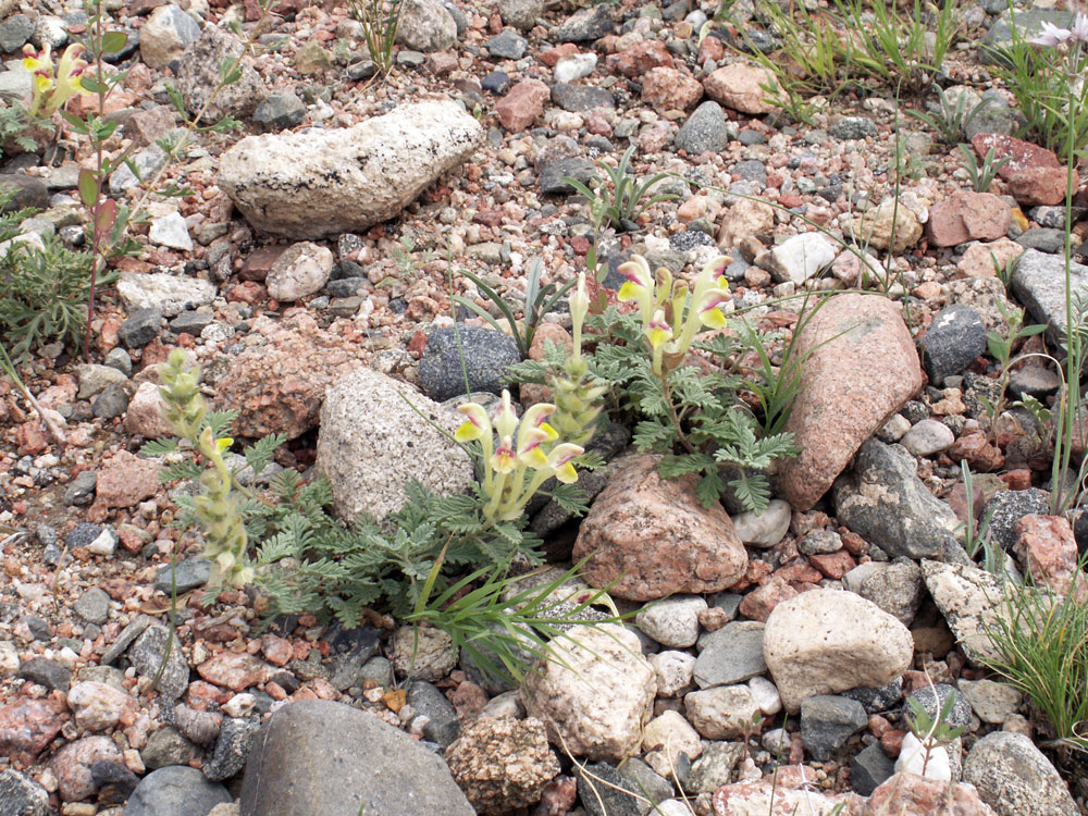 Изображение особи Scutellaria przewalskii.