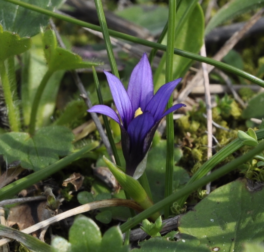 Image of Romulea linaresii specimen.