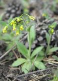 Draba nemorosa. Цветущее растение. Томская обл., окр. г. Томск, опушка соснового леса. 25.04.2009.