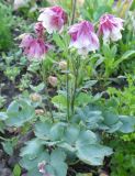 Aquilegia vulgaris. Цветущее растение. Восточный Казахстан, Уланский р-н, с. Украинка, дачный участок, в культуре. 09.06.2005.